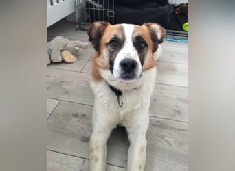 Phoenix, aus der Hölle entkommen, sucht nun seinen Himmel auf Erden