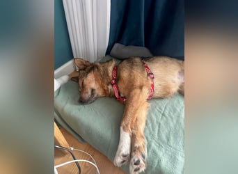 Auch Ema ist der Hölle entkommen und braucht dringend eine liebe Familie