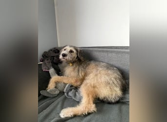 Süße Titza sucht ihr eigenes Körbchen