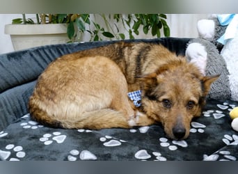 Auch Ema ist der Hölle entkommen und braucht dringend eine liebe Familie