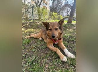 Auch Ema ist der Hölle entkommen und braucht dringend eine liebe Familie