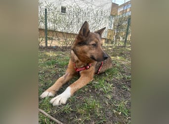 Auch Ema ist der Hölle entkommen und braucht dringend eine liebe Familie