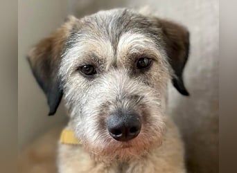 Süße Titza sucht ihr eigenes Körbchen