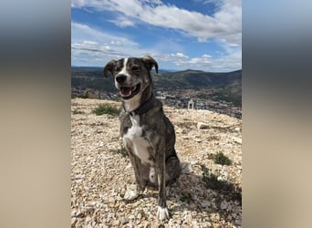 Floki wartet in 90491 Nürnberg