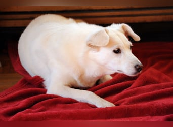 Ella wartet in 64720 Michelstadt