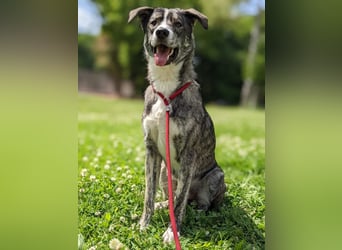 Floki wartet in 90491 Nürnberg