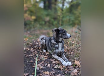 Floki wartet in 90491 Nürnberg