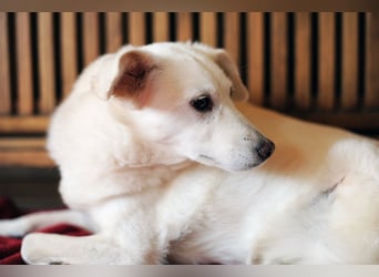 Ella wartet in 64720 Michelstadt