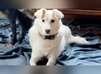 Ella wartet in 64720 Michelstadt