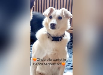 Ella wartet in 64720 Michelstadt