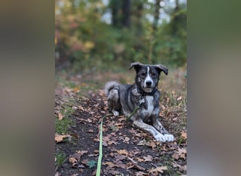 Floki wartet in 90491 Nürnberg