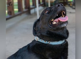 Süße freundliche Noir auf einer Pflegestelle in Herdecke !
