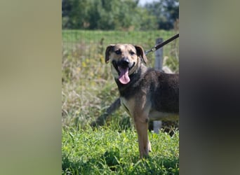 Artur 2, noch in Ungarn, möchte sein Leben als Streuner hinter sich lassen