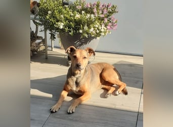 Sos für Liza ...sie verliert ihr Zuhause ! Es wird dringend ein Platz gesucht .