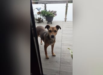 Sos für Liza ...sie verliert ihr Zuhause ! Es wird dringend ein Platz gesucht .