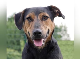 Gino, seit dem Welpenalter im Tierheim, ist verschmust und freundlich !