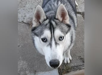 Lilit, wunderschöne Husky-Mix Hündin, ein Rohdiamant !