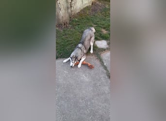 Lilit, wunderschöne Husky-Mix Hündin, ein Rohdiamant !