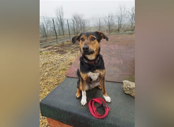 Gino, seit dem Welpenalter im Tierheim, ist verschmust und freundlich !