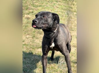 Füli möchte gerne Einzelprinzessin bei ihren Menschen sein !