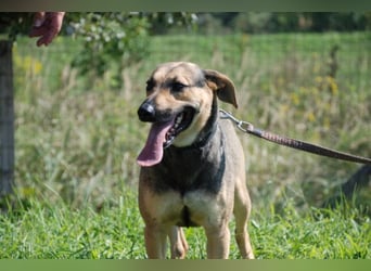 Artur 2, noch in Ungarn, möchte sein Leben als Streuner hinter sich lassen
