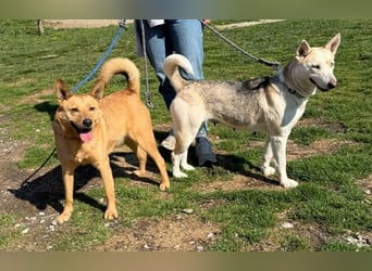 Barka Mama , ein bezaubernde hübsche Hundemama sucht Ihr Glück !