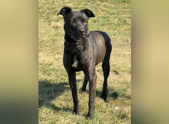 Füli möchte gerne Einzelprinzessin bei ihren Menschen sein !