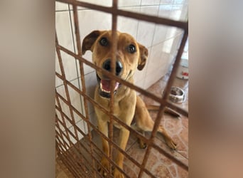 Junger Bogyo, noch neu im Tierheim und sehr schüchtern !