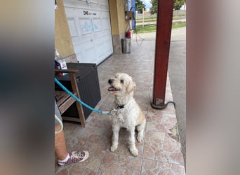 Scheue Liliom sucht nach schwerem Schicksalsschlag ein Zuhause !