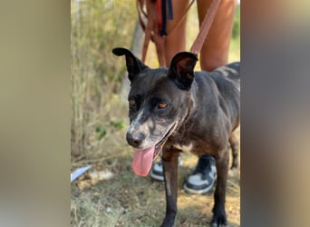 Keszi sucht ihr Glück,nachdem sie von ihrem Besitzer wieder ans  Tierheim zurückgegeben wurde !eben.