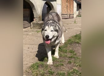 Lilit, wunderschöne Husky-Mix Hündin, ein Rohdiamant !