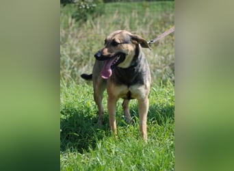 Artur 2, noch in Ungarn, möchte sein Leben als Streuner hinter sich lassen