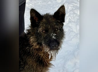 Freundliche und menschenbezogene  Wendy sucht liebevolle Familie !