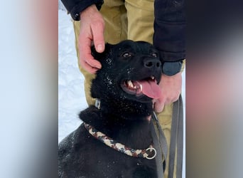 Quirlige Boszi möchte ein vollwertiges Familienmitglied werden !