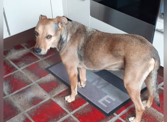 Sos für Liza ...sie verliert ihr Zuhause ! Es wird dringend ein Platz gesucht .