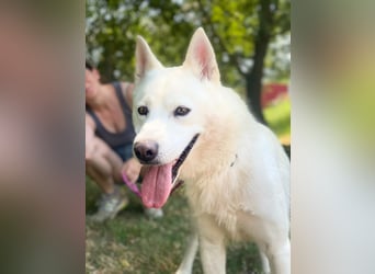 Freundliche Alba wurde aus schlechter Haltung befreit !