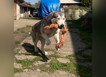 Lilit, wunderschöne Husky-Mix Hündin, ein Rohdiamant !