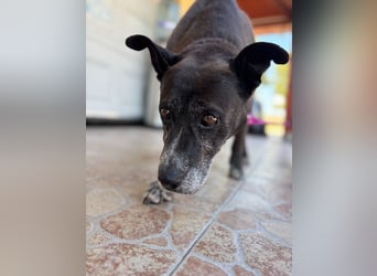 Keszi sucht ihr Glück,nachdem sie von ihrem Besitzer wieder ans  Tierheim zurückgegeben wurde !eben.