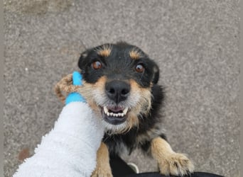 Mókus,  eine junge freundliche Hundemutter, sucht ihr Glück !