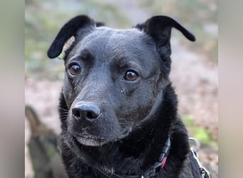 Süße freundliche Noir auf einer Pflegestelle in Herdecke !