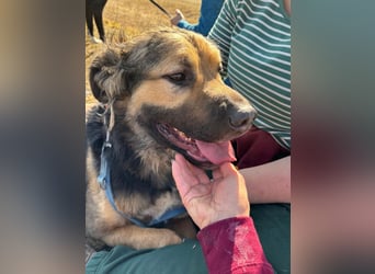 Harcos, der Kämpfer, Lebenslust auf 3 Beinen !