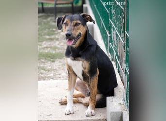 Gino, seit dem Welpenalter im Tierheim, ist verschmust und freundlich !