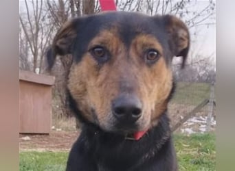 Gino, seit dem Welpenalter im Tierheim, ist verschmust und freundlich !