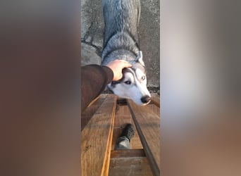 Lilit, wunderschöne Husky-Mix Hündin, ein Rohdiamant !