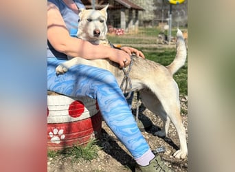 Barka Mama , ein bezaubernde hübsche Hundemama sucht Ihr Glück !