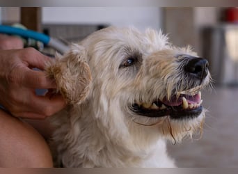 Scheue Liliom sucht nach schwerem Schicksalsschlag ein Zuhause !