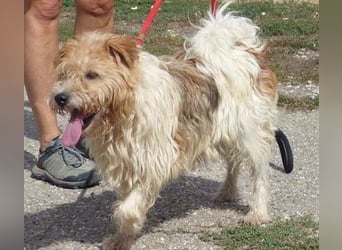 Niedlicher Picur im besten Alter..ein Typischer Terrier !