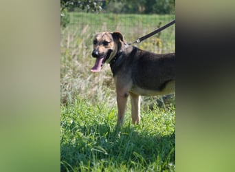 Artur 2, noch in Ungarn, möchte sein Leben als Streuner hinter sich lassen