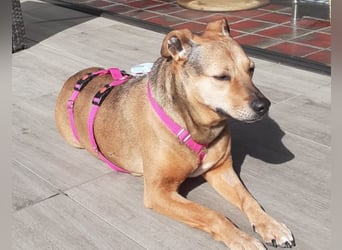 Sos für Liza ...sie verliert ihr Zuhause ! Es wird dringend ein Platz gesucht .