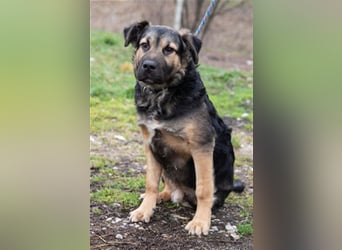 Harcos, der Kämpfer, Lebenslust auf 3 Beinen !